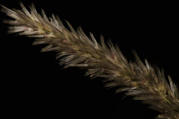 Enneapogon cenchroides Spikelets