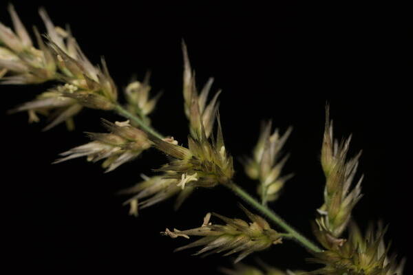 Enneapogon cenchroides Spikelets