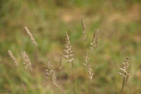 Enneapogon cenchroides Habit