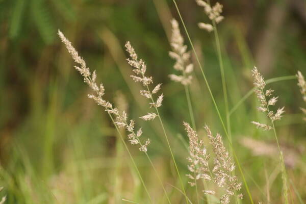 Enneapogon cenchroides Habit