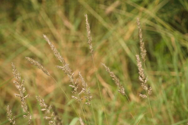 Enneapogon cenchroides Habit