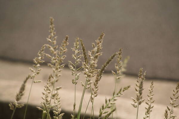 Enneapogon cenchroides Habit