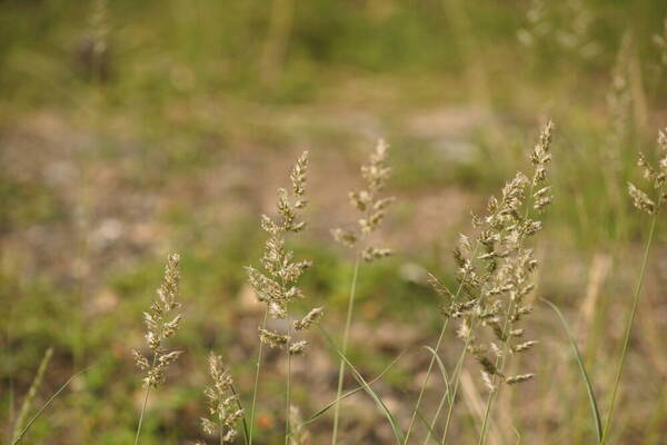 Enneapogon cenchroides Habit