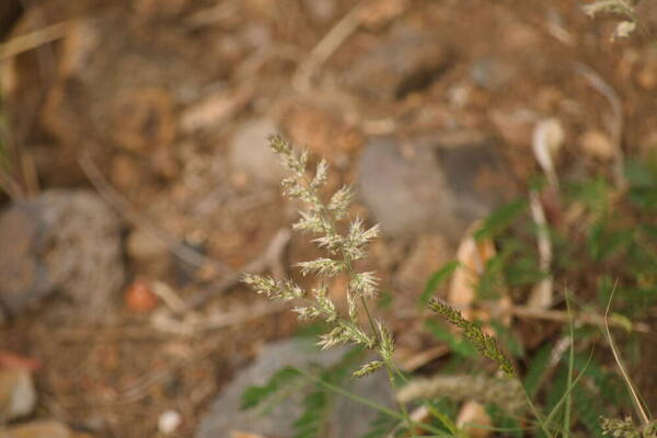 Enneapogon cenchroides Inflorescence