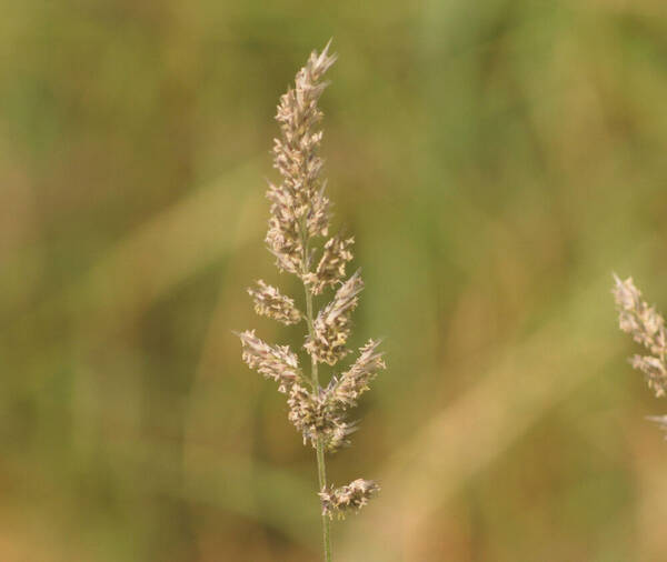 Enneapogon cenchroides Inflorescence