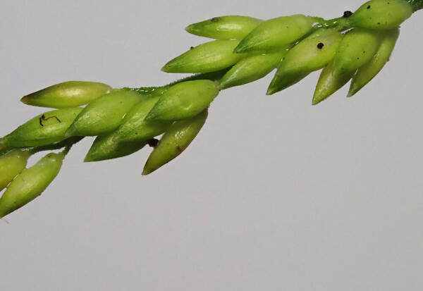 Entolasia marginata Spikelets