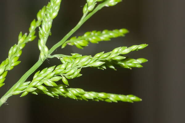 Entolasia marginata Spikelets