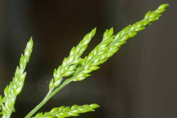 Entolasia marginata Spikelets