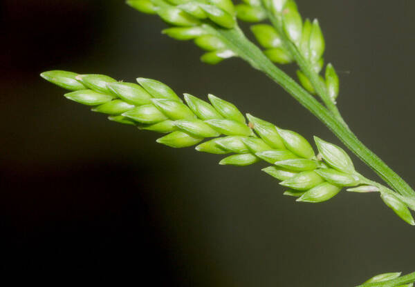 Entolasia marginata Spikelets