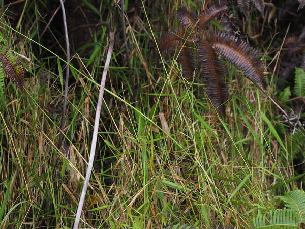 Entolasia marginata Habit