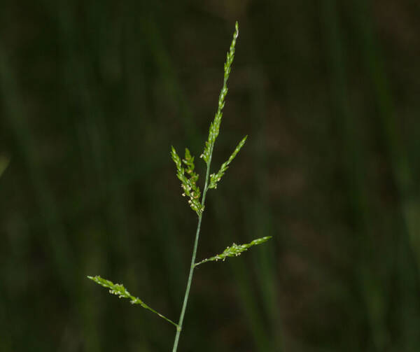 Entolasia marginata Inflorescence