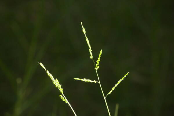 Entolasia marginata Inflorescence