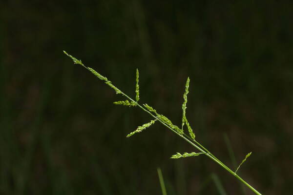 Entolasia marginata Inflorescence