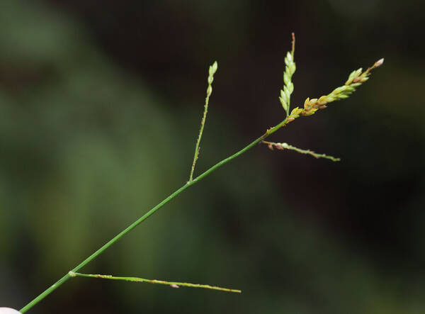 Entolasia marginata Inflorescence