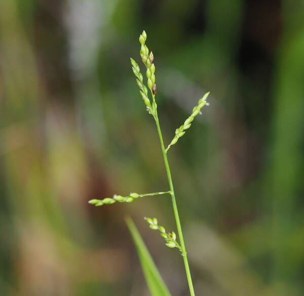 Entolasia marginata Inflorescence