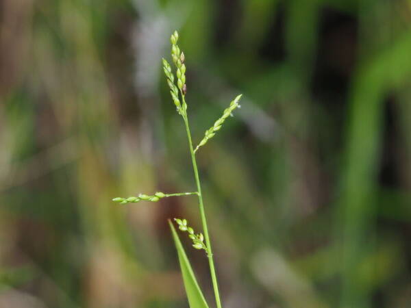 Entolasia marginata Inflorescence