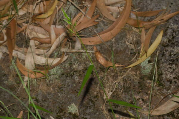 Entolasia marginata Plant