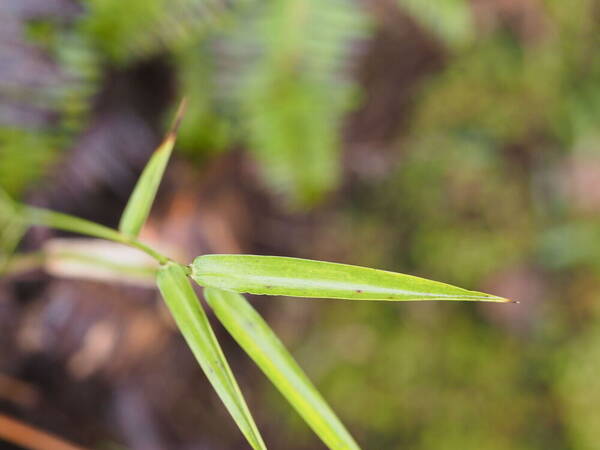 Entolasia marginata Plant