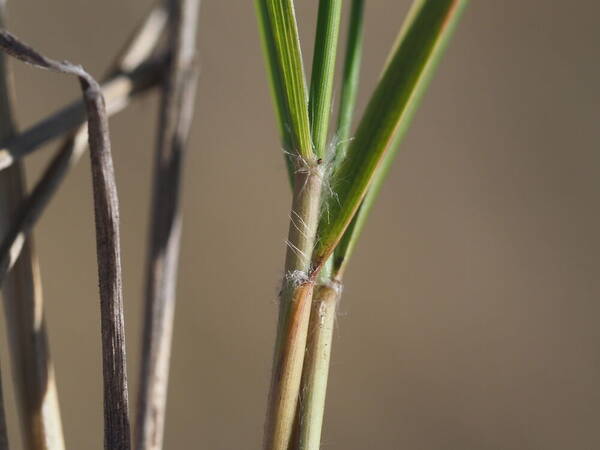 Eragrostis atropioides Collar