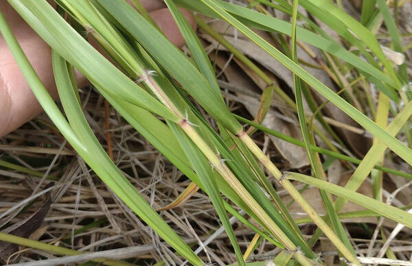 Eragrostis atropioides Collar