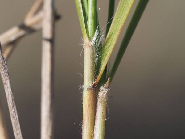 Eragrostis atropioides Collar