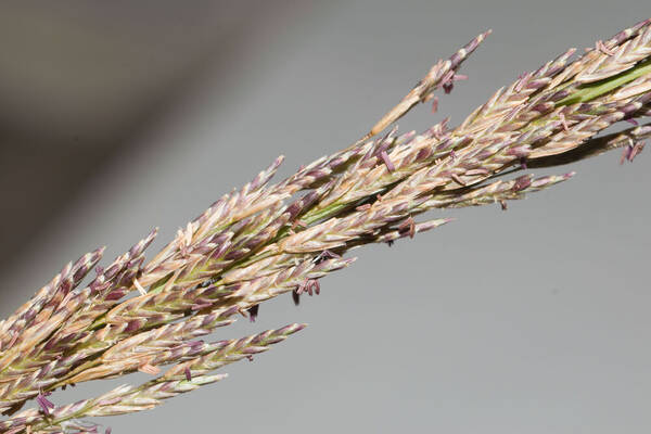 Eragrostis atropioides Spikelets