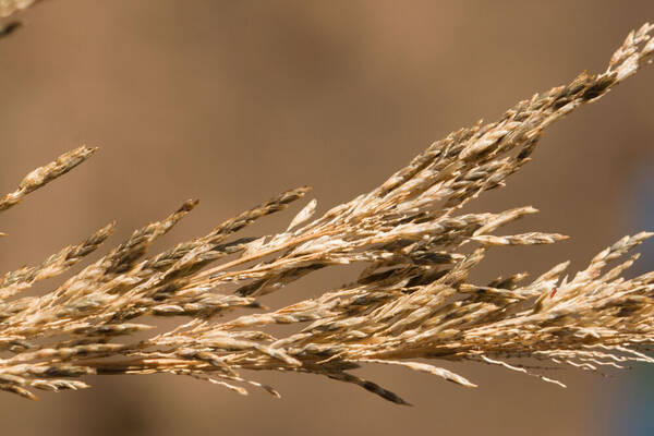 Eragrostis atropioides Spikelets