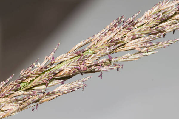 Eragrostis atropioides Spikelets