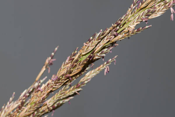 Eragrostis atropioides Spikelets