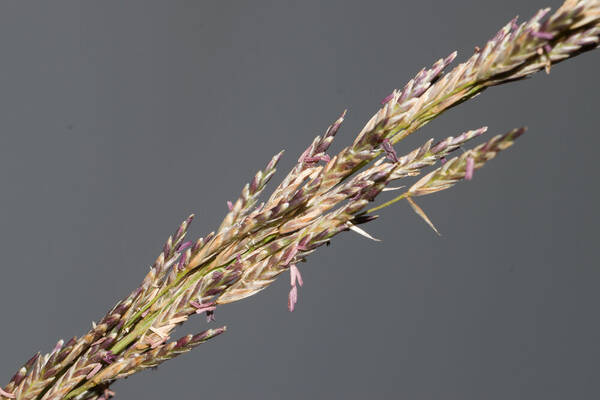 Eragrostis atropioides Spikelets