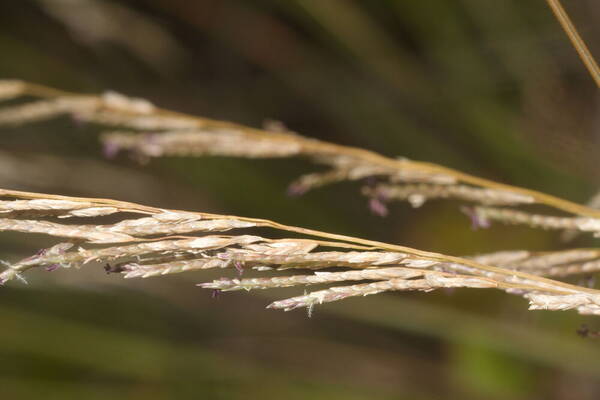 Eragrostis atropioides Spikelets