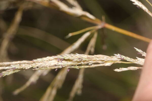 Eragrostis atropioides Spikelets