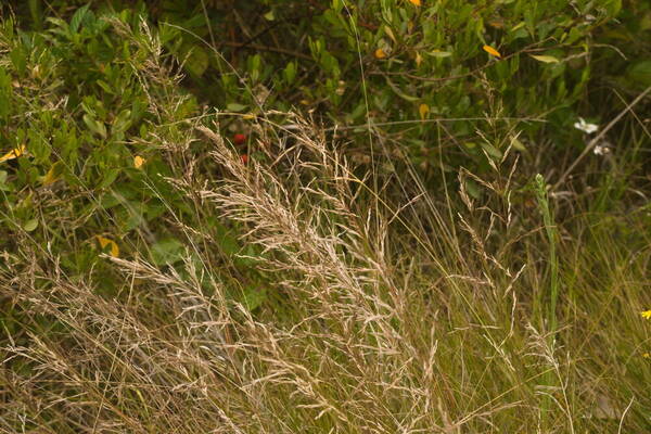 Eragrostis atropioides Habit