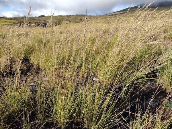 Eragrostis atropioides Habit