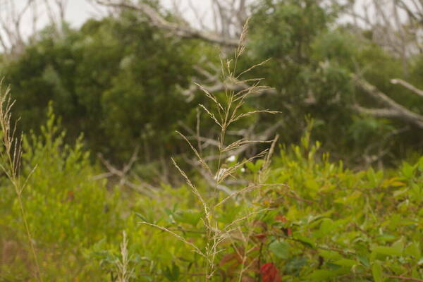 Eragrostis atropioides Inflorescence