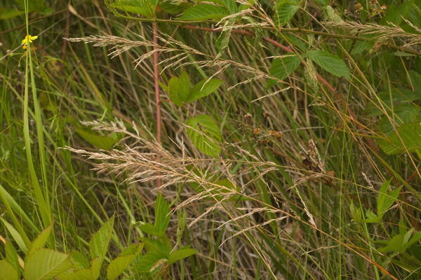 Eragrostis atropioides Inflorescence