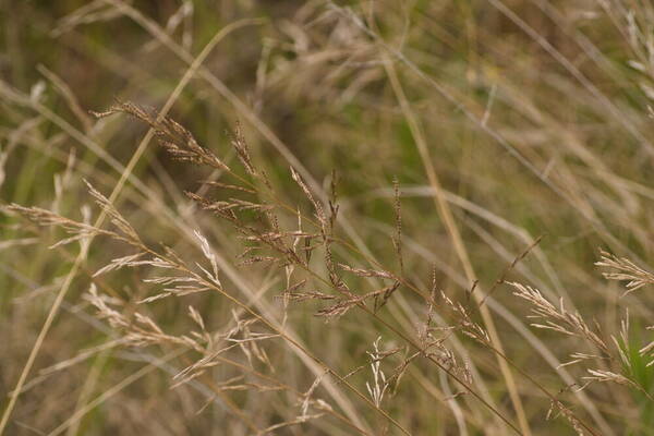 Eragrostis atropioides Inflorescence