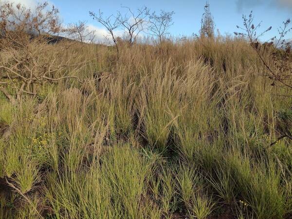 Eragrostis atropioides Landscape