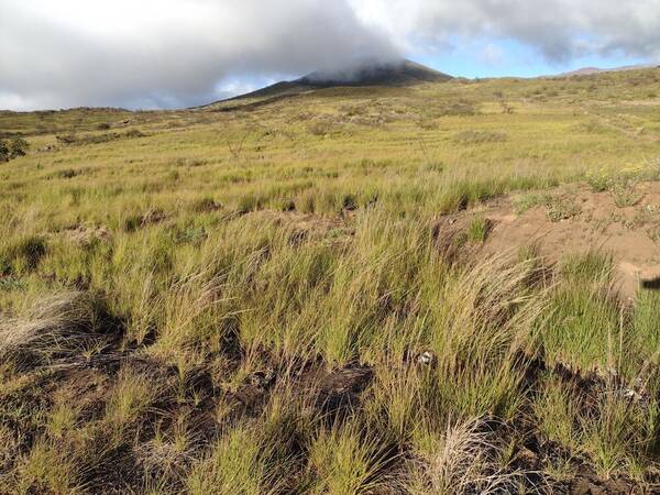 Eragrostis atropioides Landscape