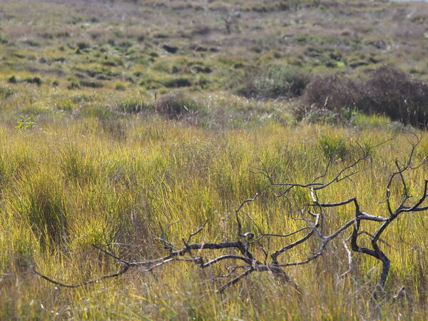 Eragrostis atropioides Landscape