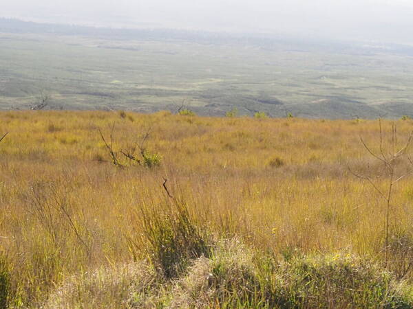 Eragrostis atropioides Landscape