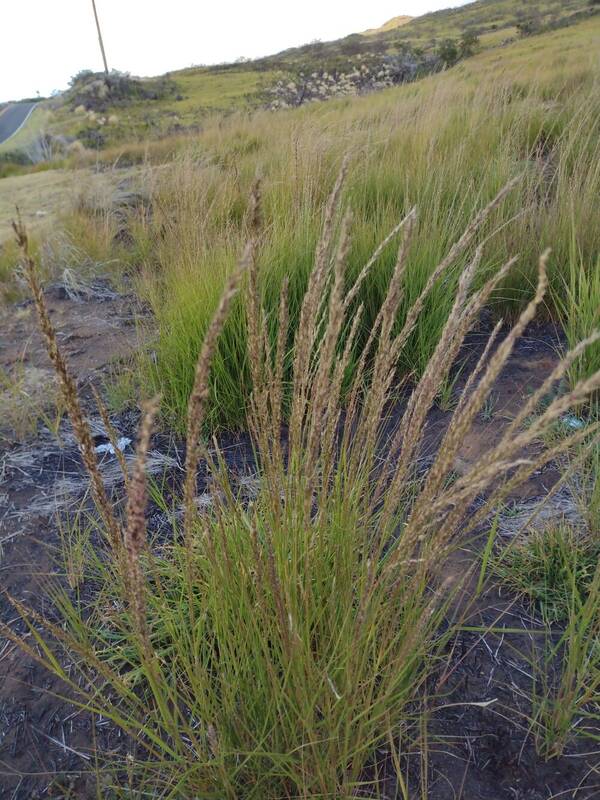 Eragrostis atropioides Plant