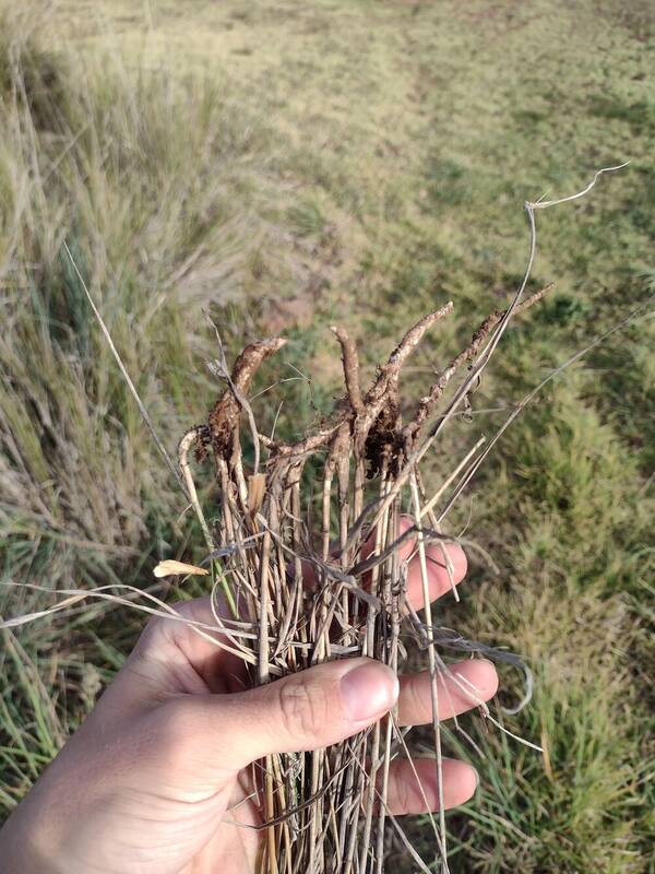 Eragrostis atropioides Rhizomes