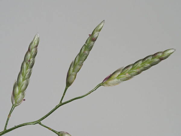 Eragrostis barrelieri Spikelets