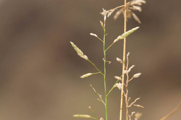 Eragrostis barrelieri Spikelets