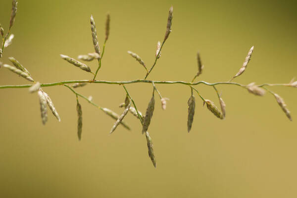 Eragrostis barrelieri Spikelets