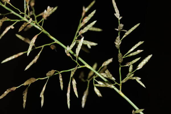 Eragrostis barrelieri Spikelets