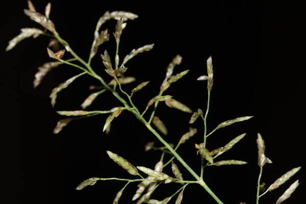 Eragrostis barrelieri Spikelets