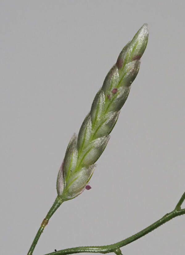 Eragrostis barrelieri Spikelets