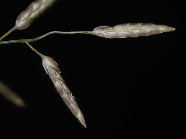 Eragrostis barrelieri Spikelets